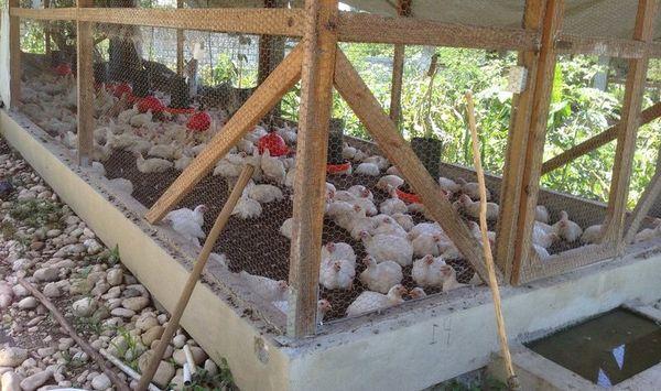 chickens in a chicken coop