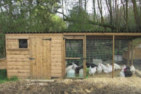 do-it-yourself chicken coop