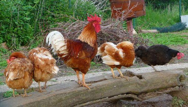 rooster with chickens