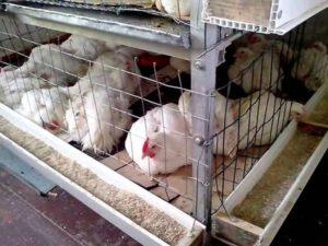 How to build a DIY broiler chicken coop sizing guide