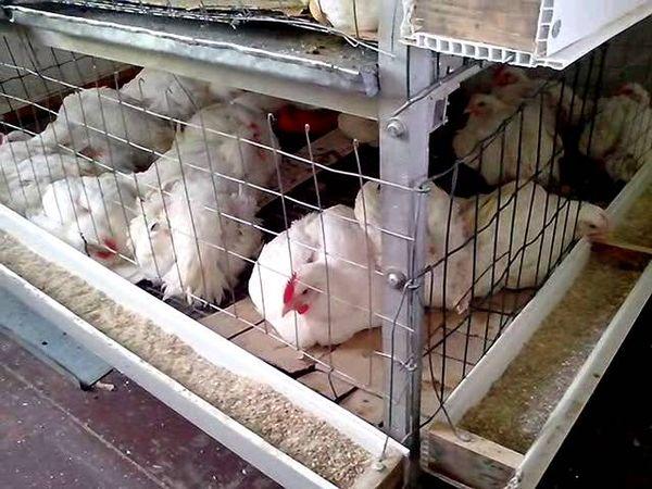 broiler breeding