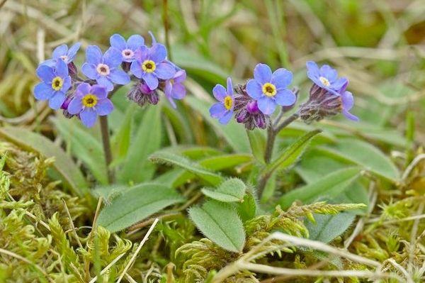 Fleur de jardin