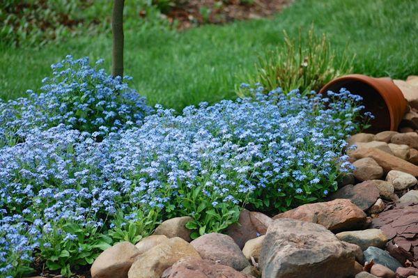 forget-me-not on the site