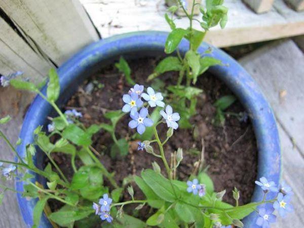 reproduction de myosotis