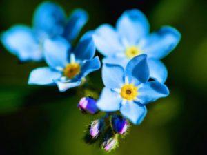 Description et culture des variétés alpines forget-me-not, plantation et entretien