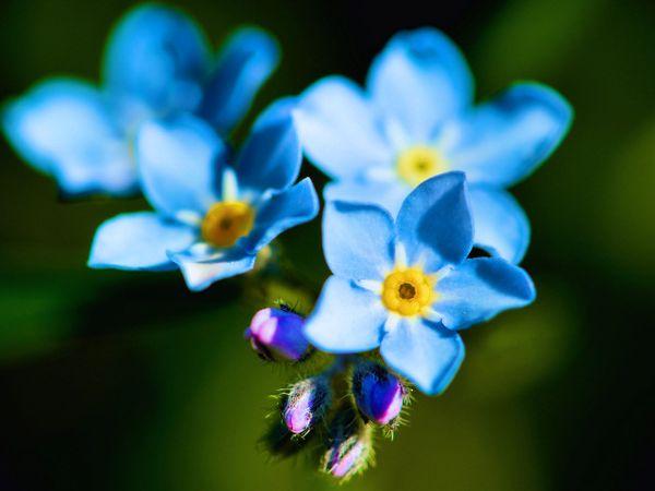 forget-me-not flower