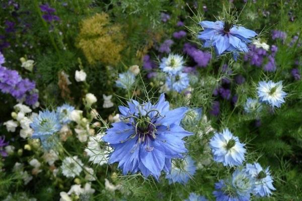 propriétés des fleurs