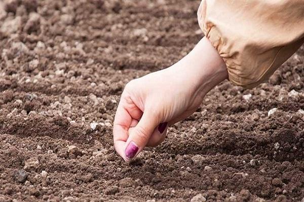 sowing in the ground