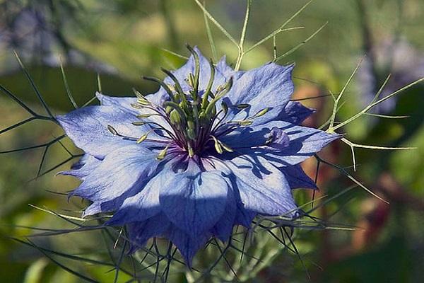 sygdom på en blomst