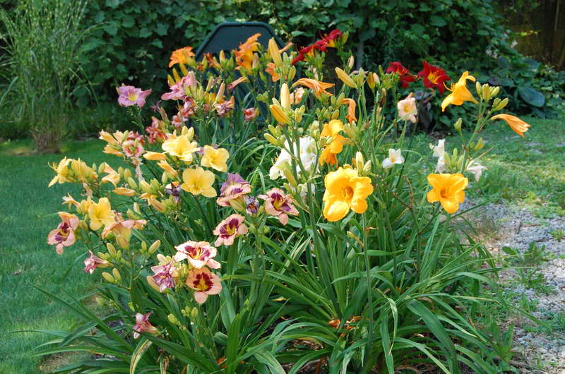 cama de flores