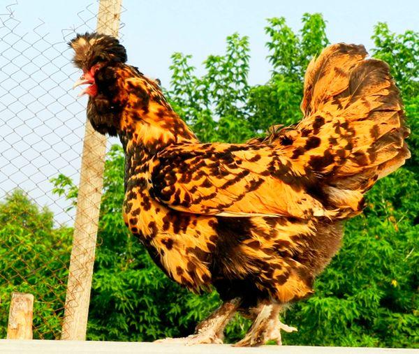 poulet sur la clôture