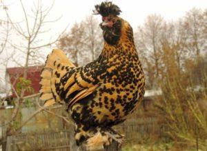 Characteristics and description of the Pavlovsk chickens breed, rules of care and maintenance