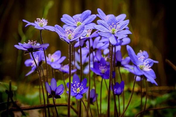 plant blooms