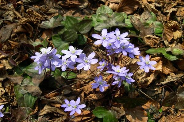 grows in the forest