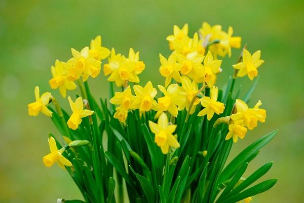 jonquilles comme voisins