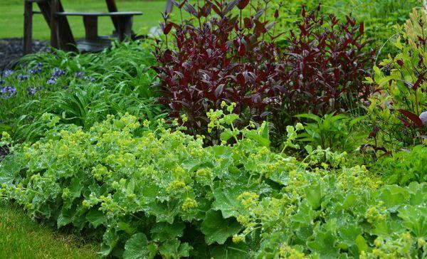 fleurs dans le jardin