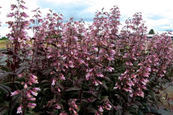 flores blanco rosa