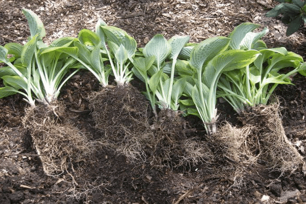 mentiras de plantas