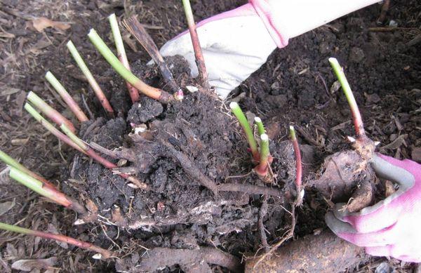 chrysanthemum transplant