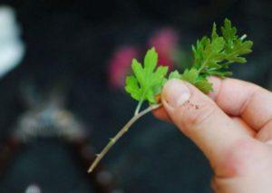 Reglas para trasplantar crisantemos en otoño a otro lugar y términos para campo abierto.