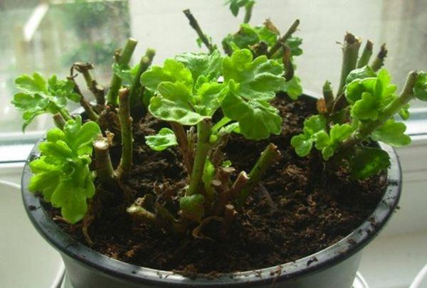 flowers in a pot