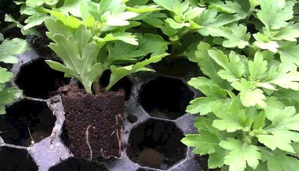 container with seedlings