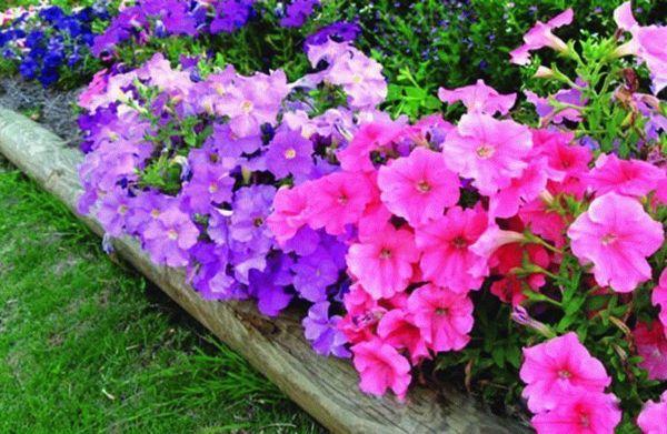 feeding petunias