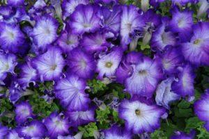 Características y descripción de las petunias Sophistika, plantación y cuidado.