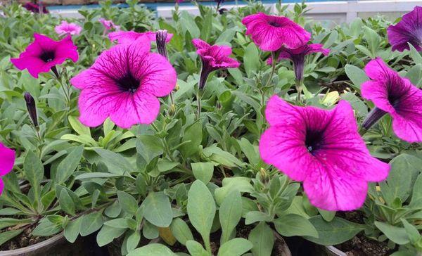 blooming petunias