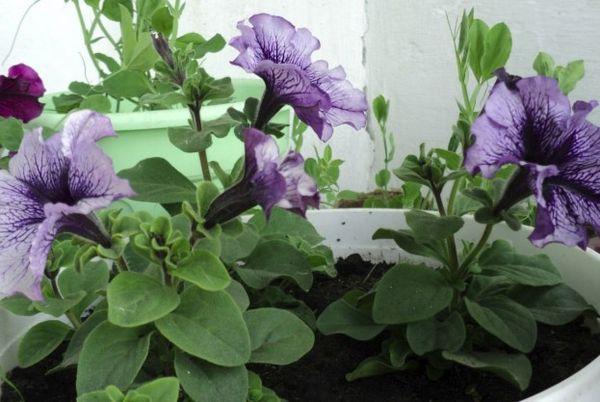 frost-resistant petunias