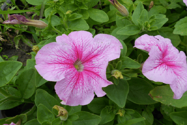 fleur de brousse