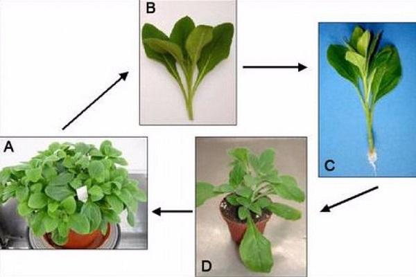 breeding scheme