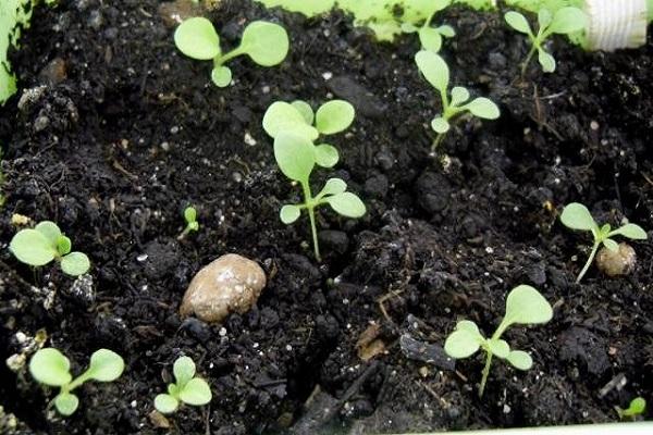 seeds sprouted