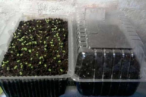 seedling container