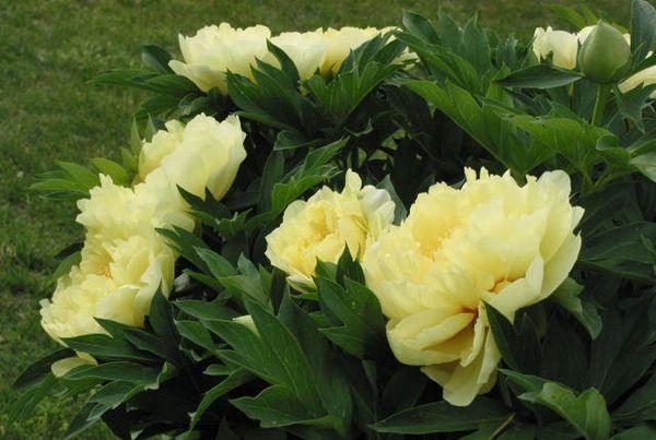 peony flowers