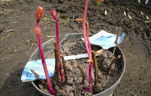 peony seedlings