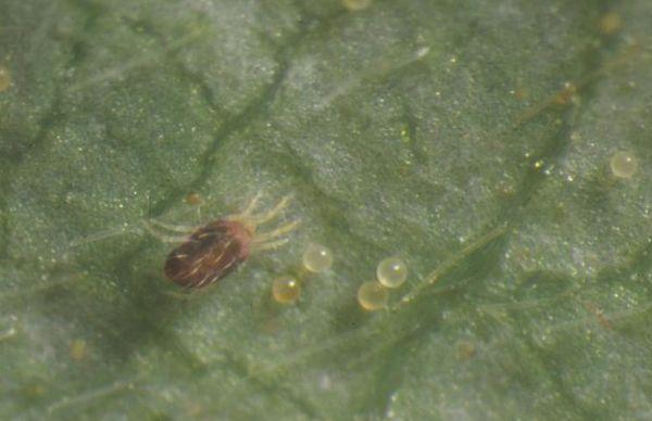 Spider mite