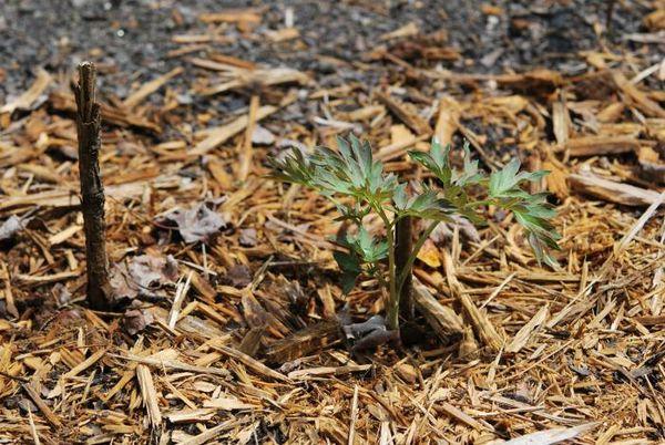 seedling in the ground