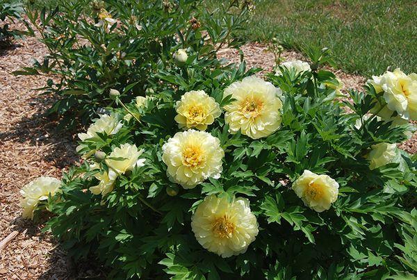 yellow peonies