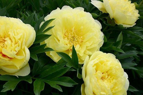 open peonies