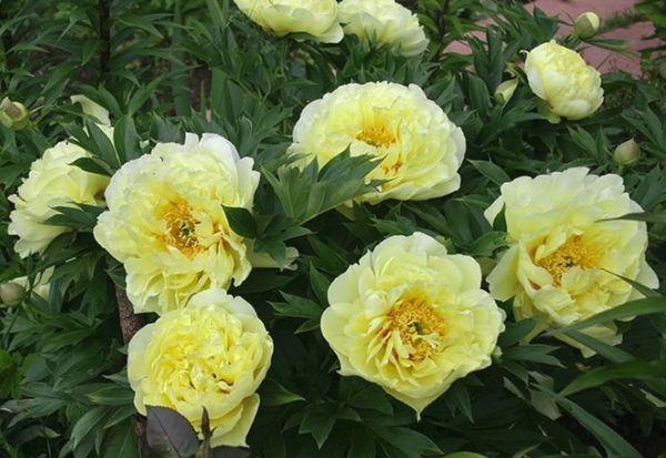 blooming peonies