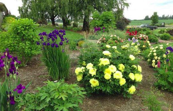 pivoines dans le jardin