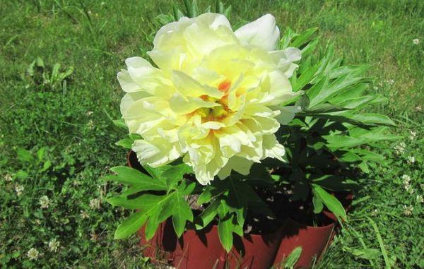 yellow peony