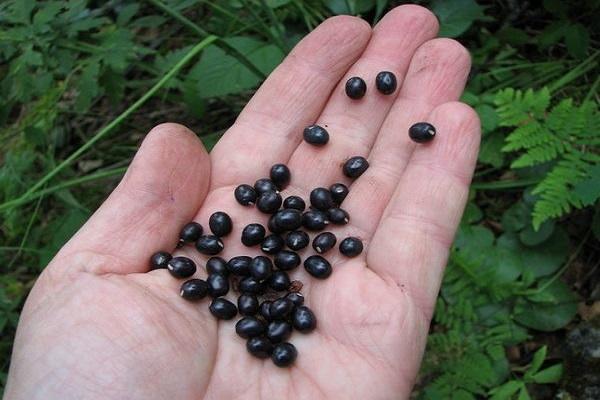 peony seeds