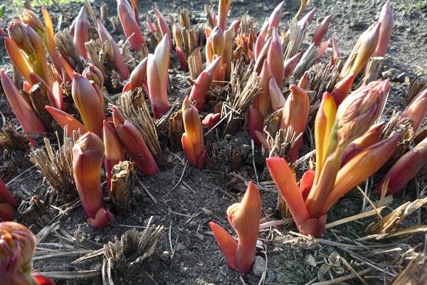 sprouted plants