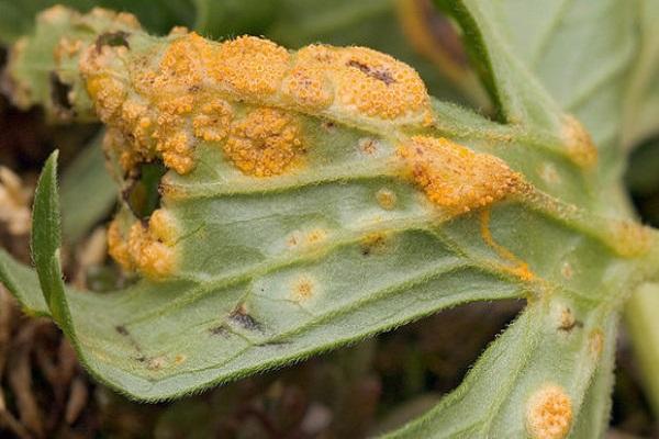 rouille sur les feuilles