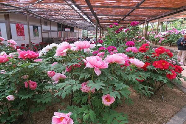 variétés hybrides