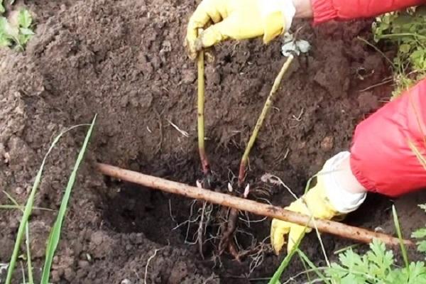 planting in the ground