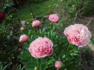 Caractéristiques et description de la variété de pivoine Etched Salmon, plantation et entretien