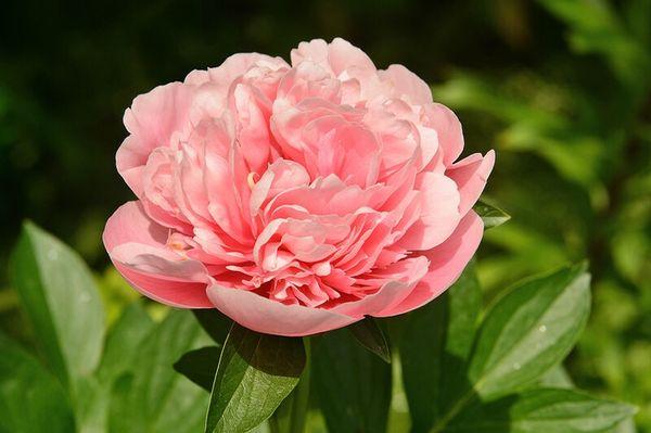 hybrid peony